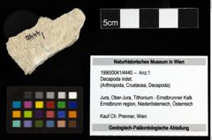 Foto (Objekt + Etiketten) von Decapoda indet. 